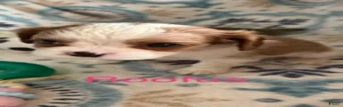 Roofus