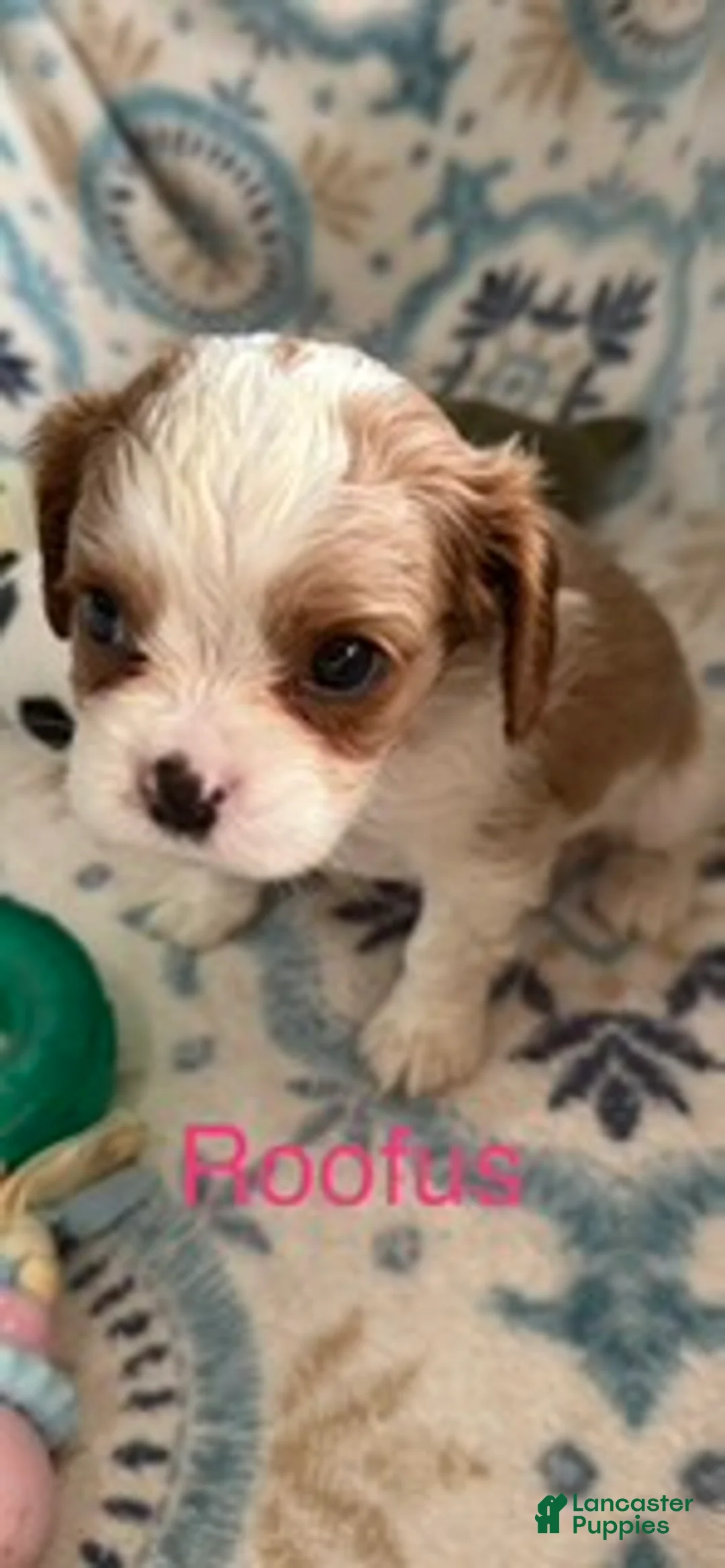 Cavalier King Charles Spaniel dogs for sale: Roofus - Ad 1