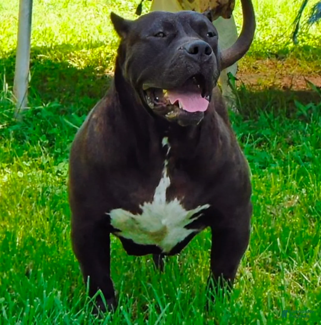 American Bully dogs for sale: American Bully Puppy 1 - Ad 13