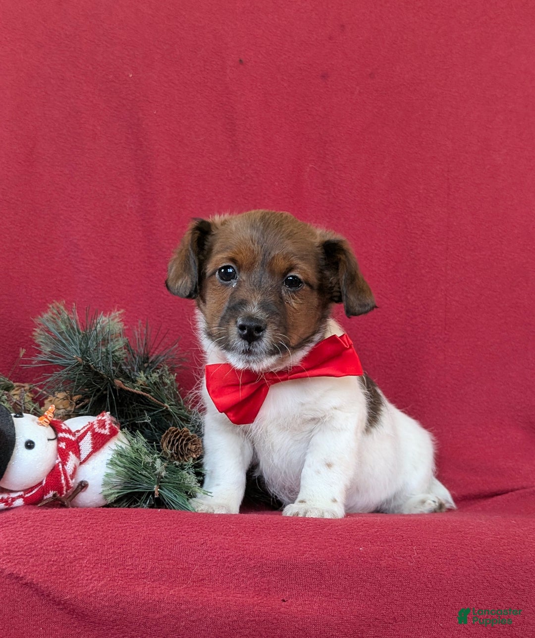 Jackapoo dogs for sale: Baxter - Ad 1