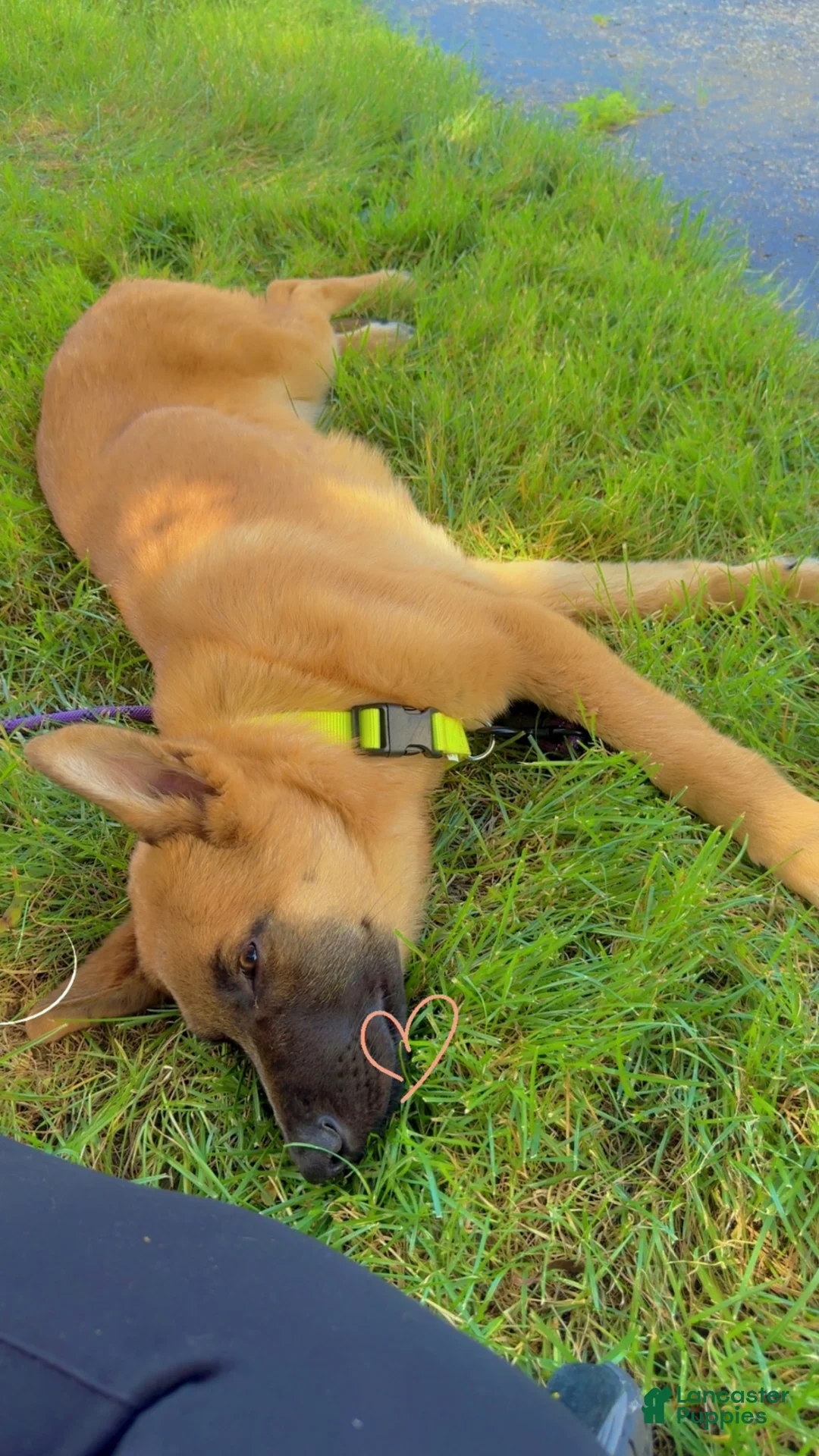 Mixed Breed dogs for sale: Mixed Breed 2 - Ad 2