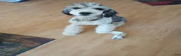 Sheepadoodle dogs for sale: Blessing!! - Ad 17