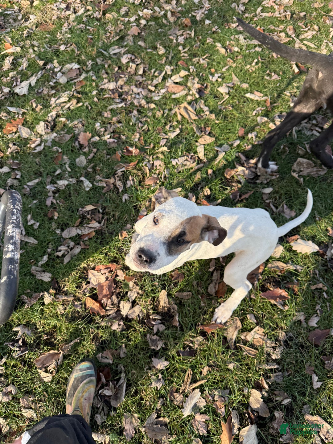 Mixed Breed dogs for sale: Lynx - Ad 3