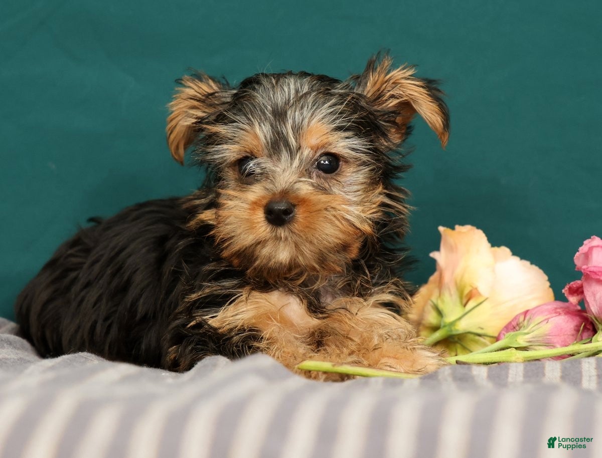 Yorkshire Terrier dogs Rebecca - Ad 2