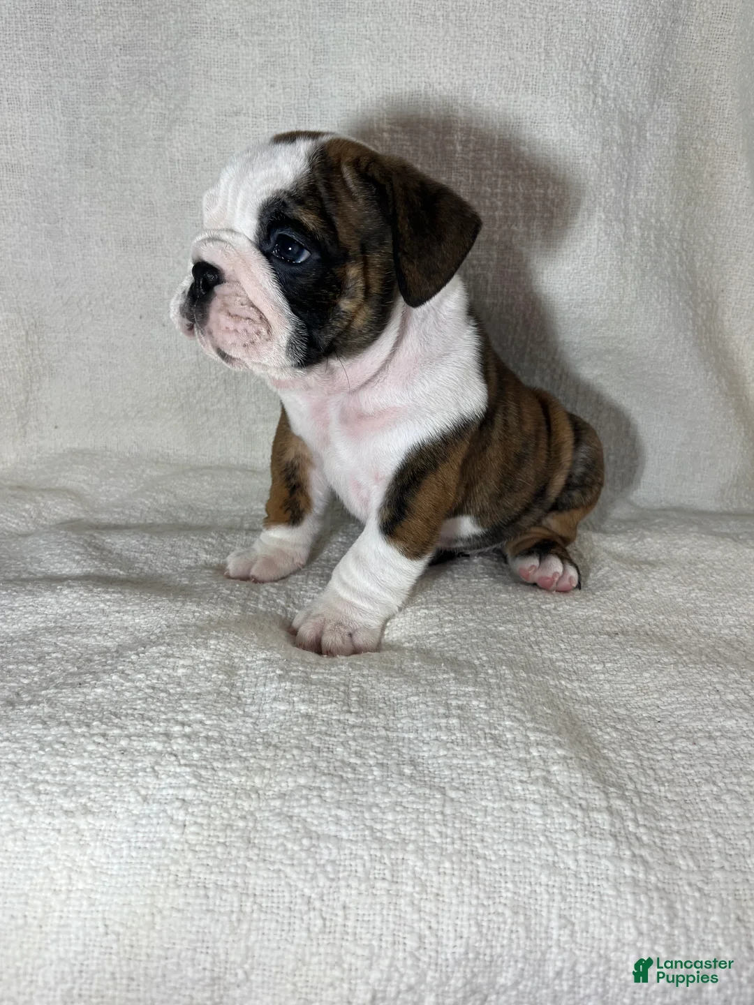 English Bulldog dogs for sale: Hank - Ad 6