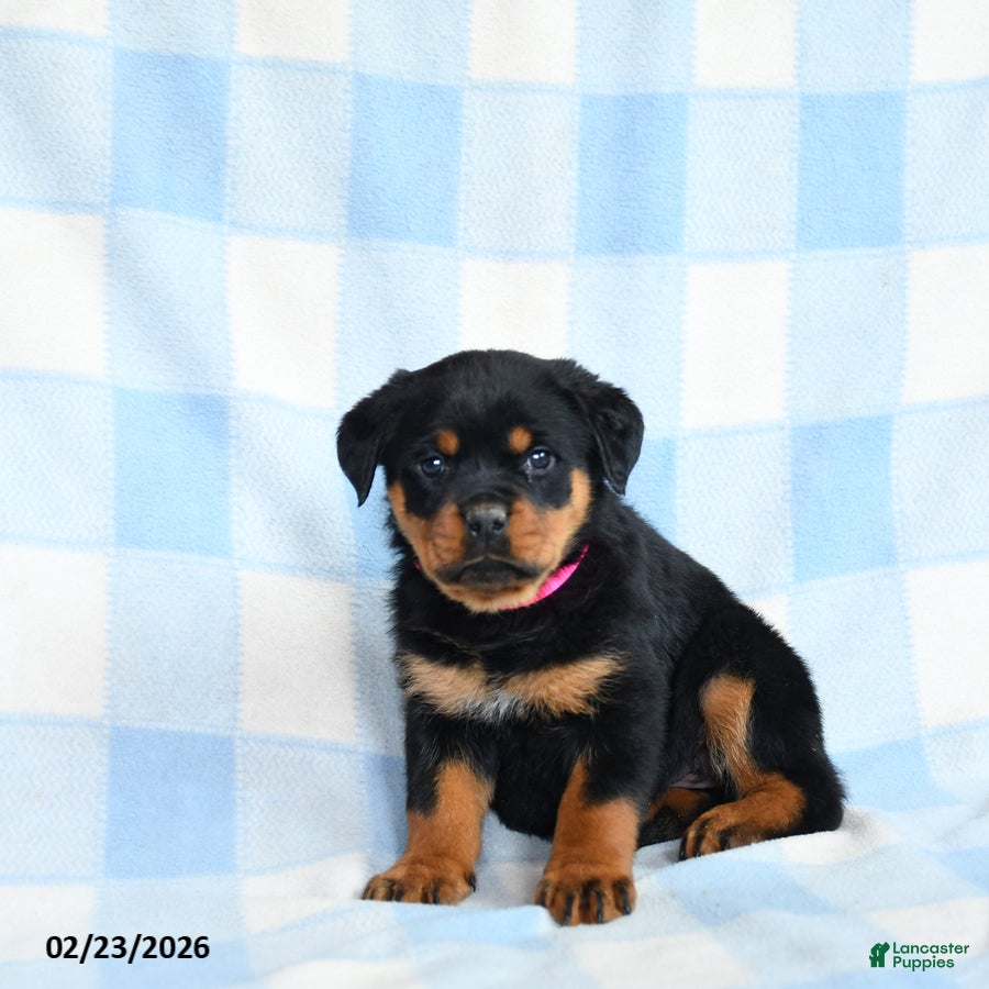 Rottweiler dogs Wren - Ad 2