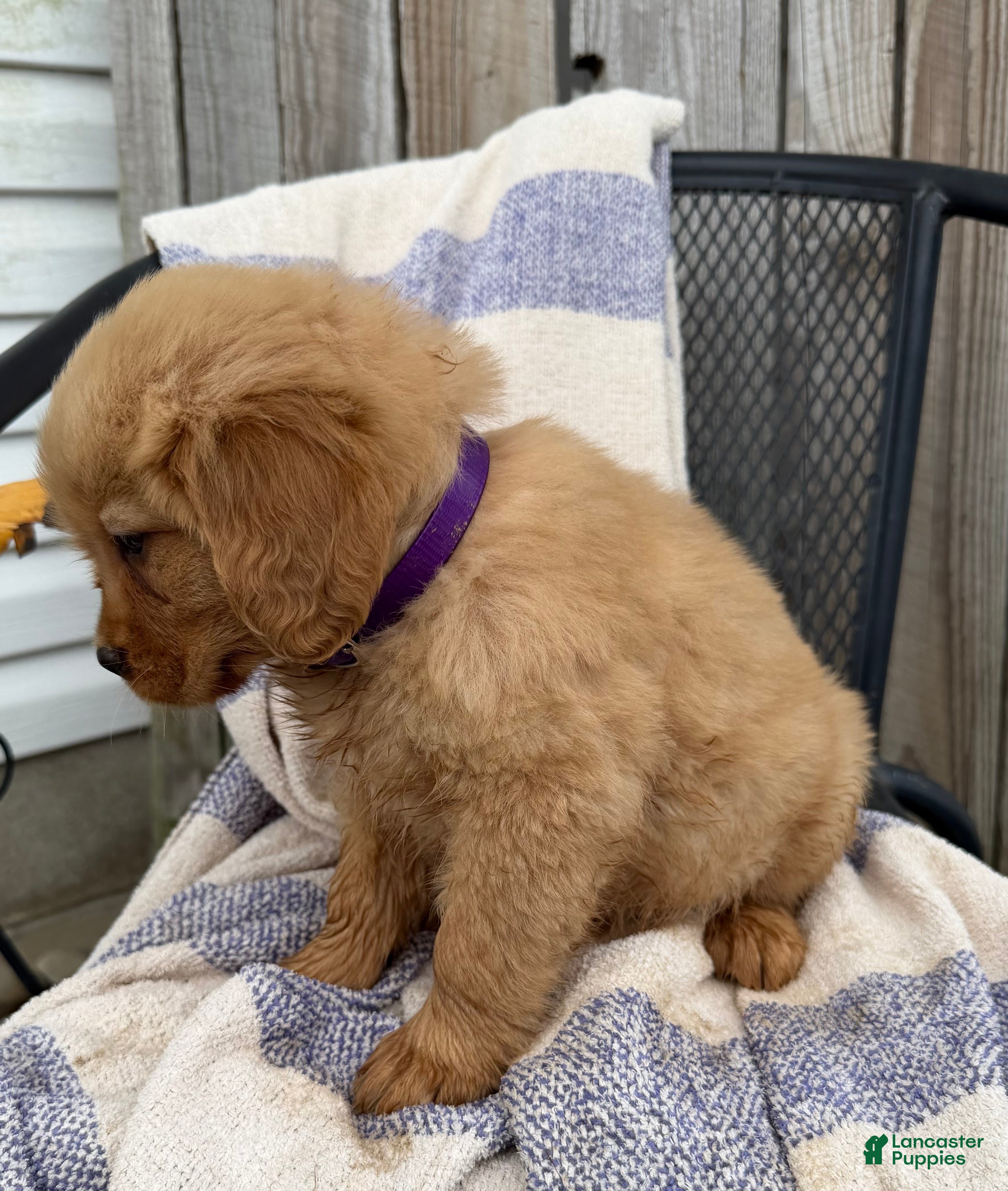 Golden Retriever dogs Daisy - Ad 2