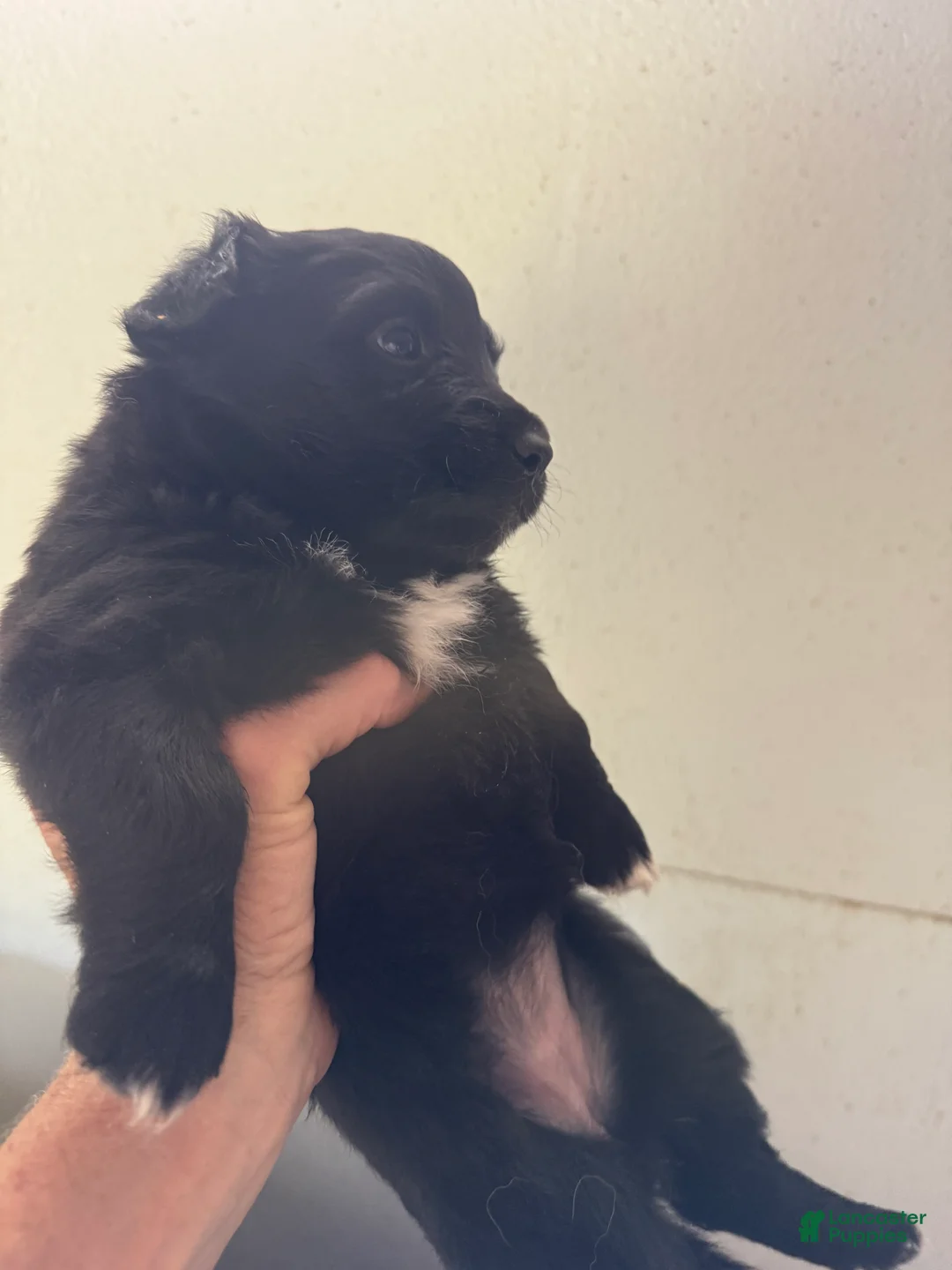 Mixed Breed dogs for sale: Carrie - Ad 2