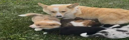 Welsh Corgi Pembroke dogs for sale: Rachel - Ad 8