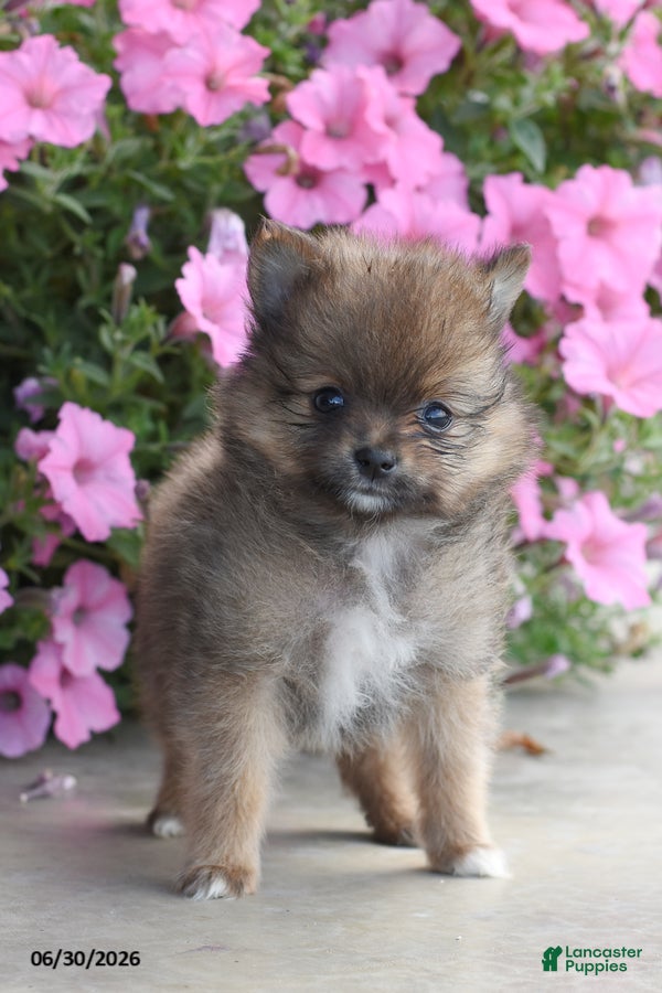 Pomeranian dogs Taylor - Ad 2