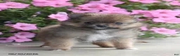Pomeranian dogs for sale: Taylor - Ad 2