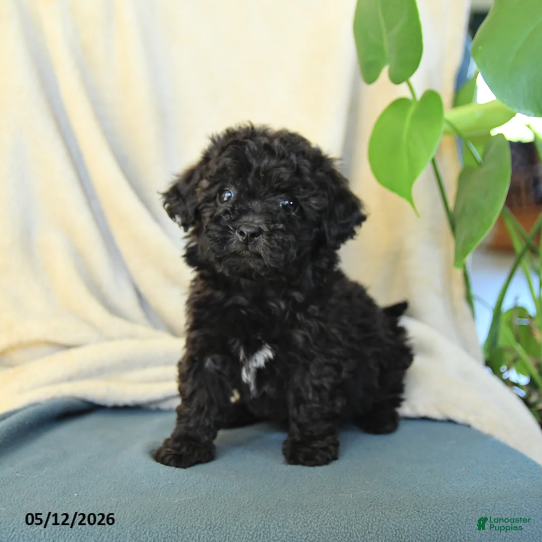 Havapoo dogs for sale: Moon  - Ad 1