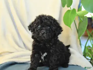 Havapoo dogs for sale: Moon - Ad 1