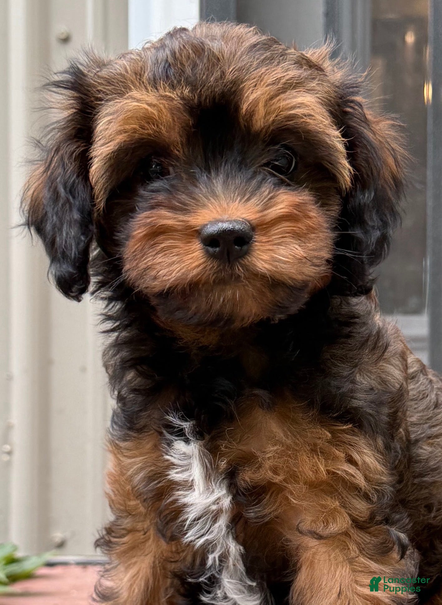Cavapoo dogs Mocha Cavapoo  - Ad 2