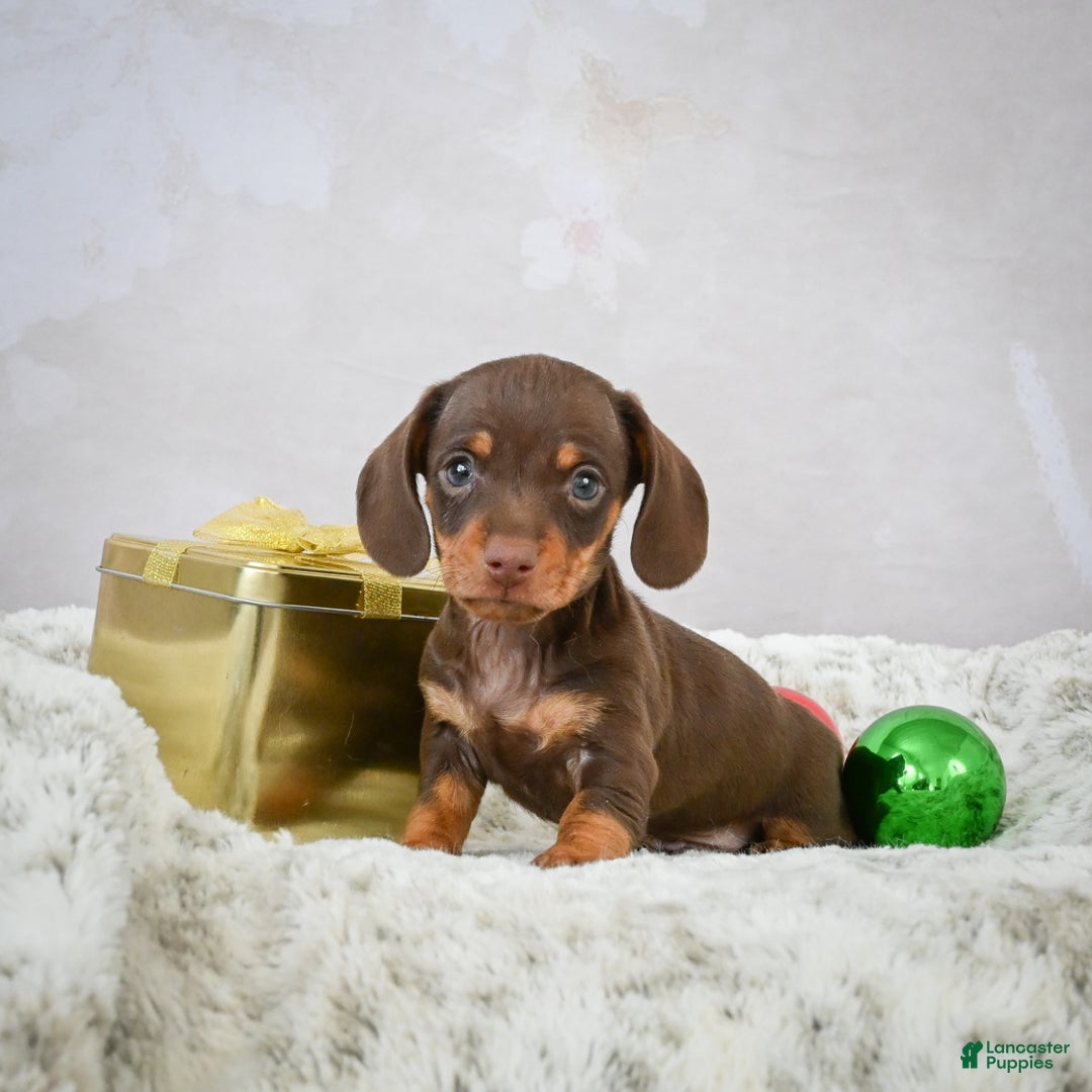 Miniature Dachshund dogs for sale: Peanut - Ad 3