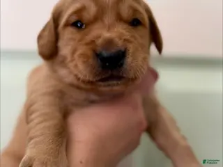 Golden Retriever dogs Black Boy - Ad 5