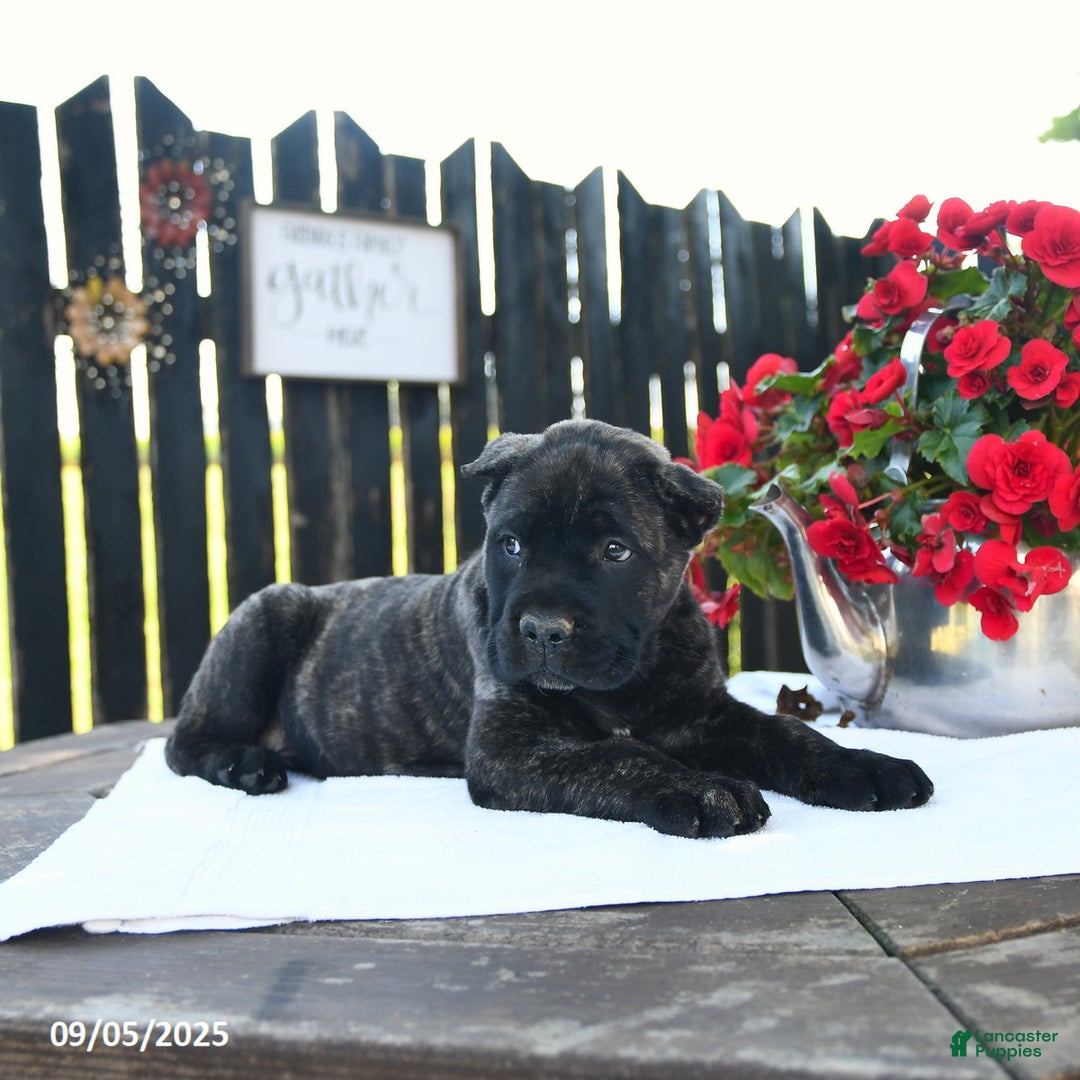 Cane Corso dogs for sale: Lance  - Ad 20