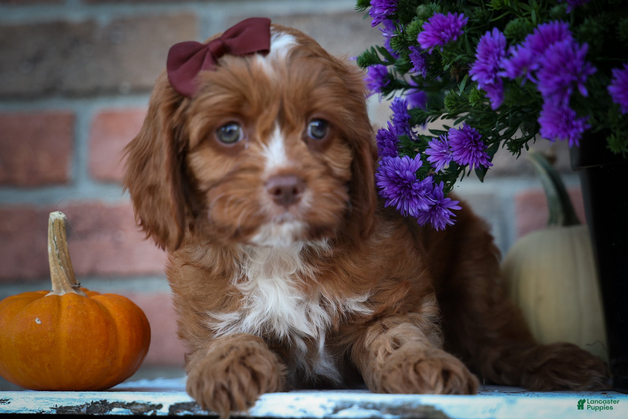 Cavapoo dogs CHARLIE - Ad 1