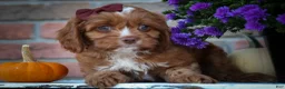 Cavapoo dogs for sale: CHARLIE - Ad 1