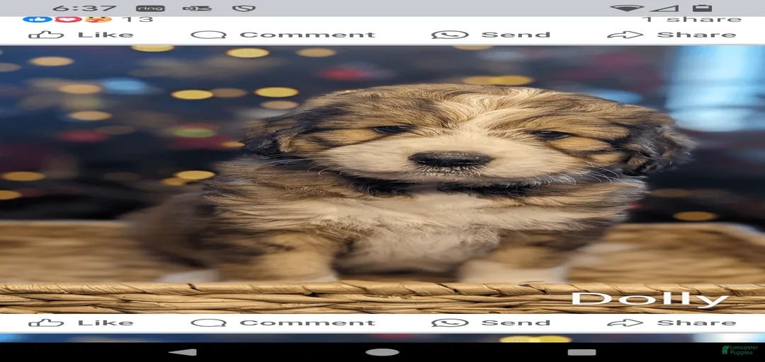 Gallery Image {{count}}