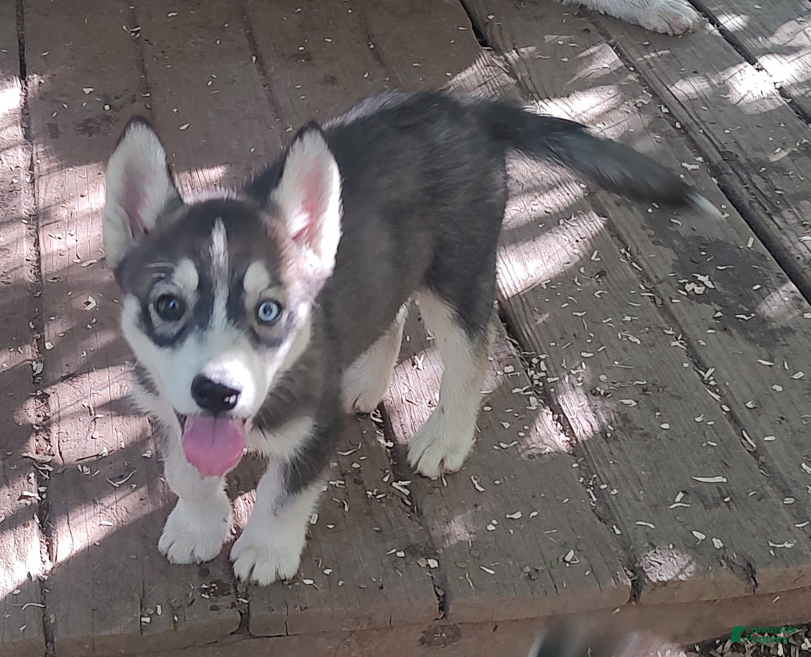 Siberian Husky dogs Sonya's female 3 - Ad 14