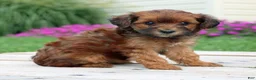 Yorkiepoo dogs for sale: Cinnamon - Ad 4