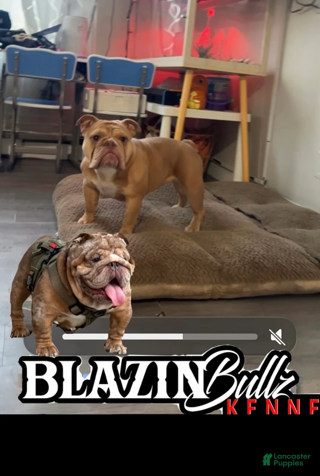 English Bulldog dogs for sale: Mellow ( marshmallow)  - Ad 3
