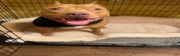 Mixed Breed dogs for sale: Mixed Breed 1 - Ad 3