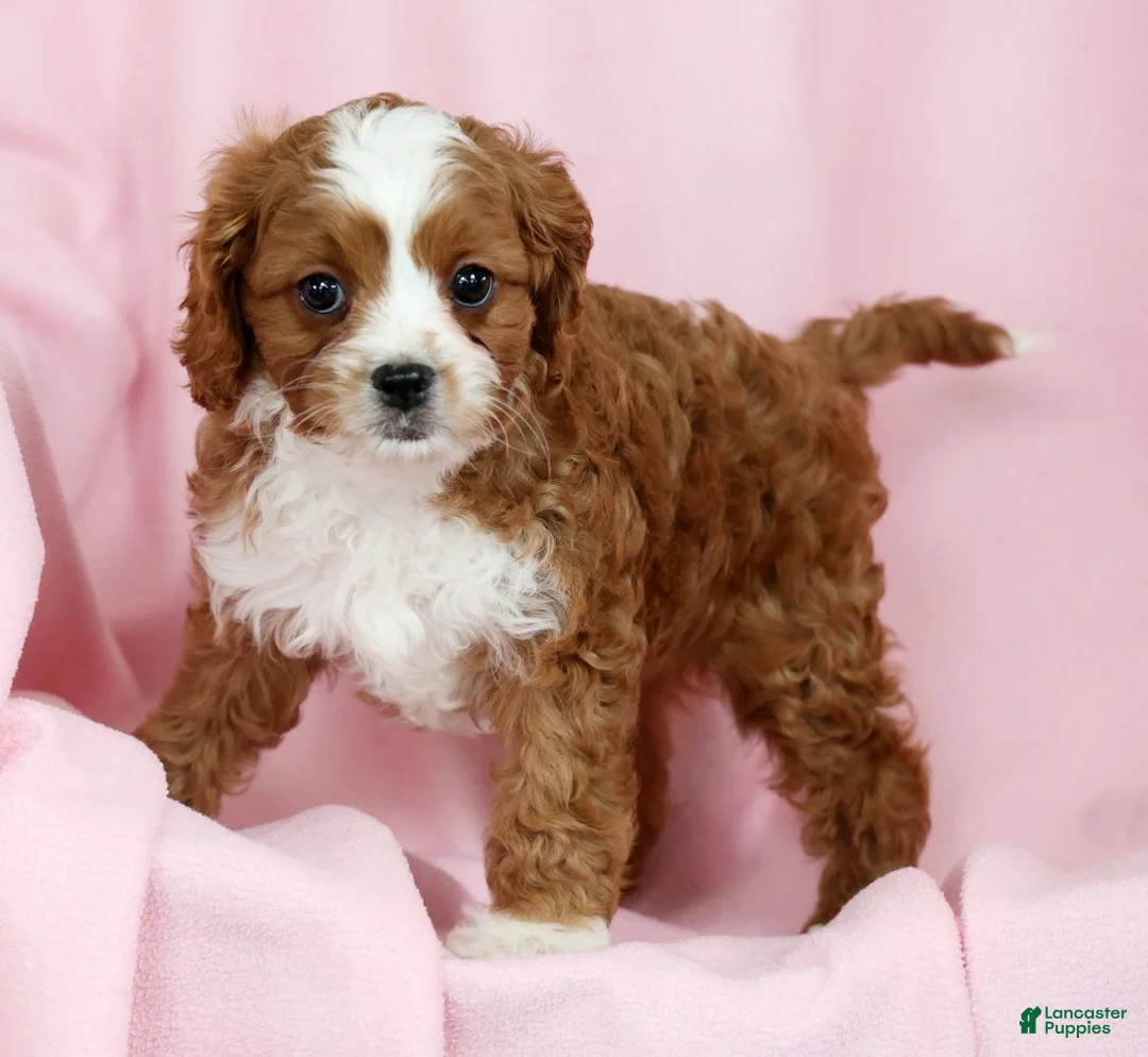 Cavapoo dogs for sale: Cecile - Ad 7