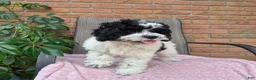 Cockapoo dogs for sale: Izzy - Ad 6