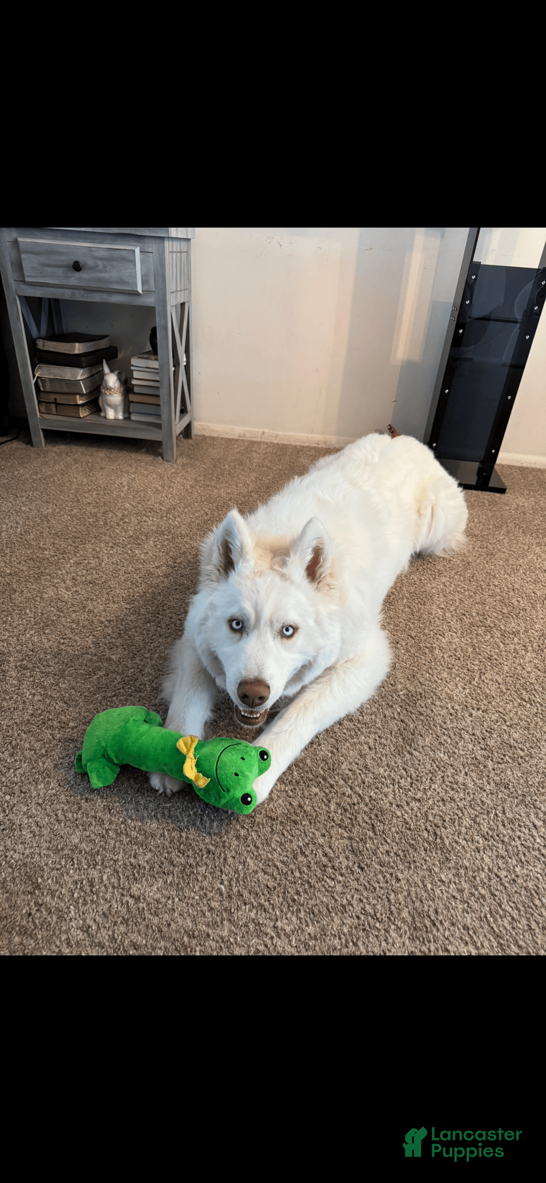 Gallery Image {{count}}