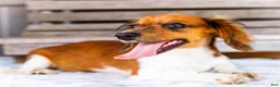 Miniature Dachshund dogs for sale: Brian - Ad 5