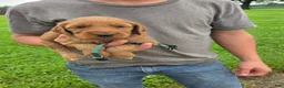 Mixed Breed dogs for sale: Camo - Ad 1
