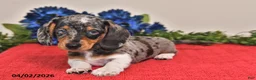 Miniature Dachshund dogs for sale: Owen - Ad 5