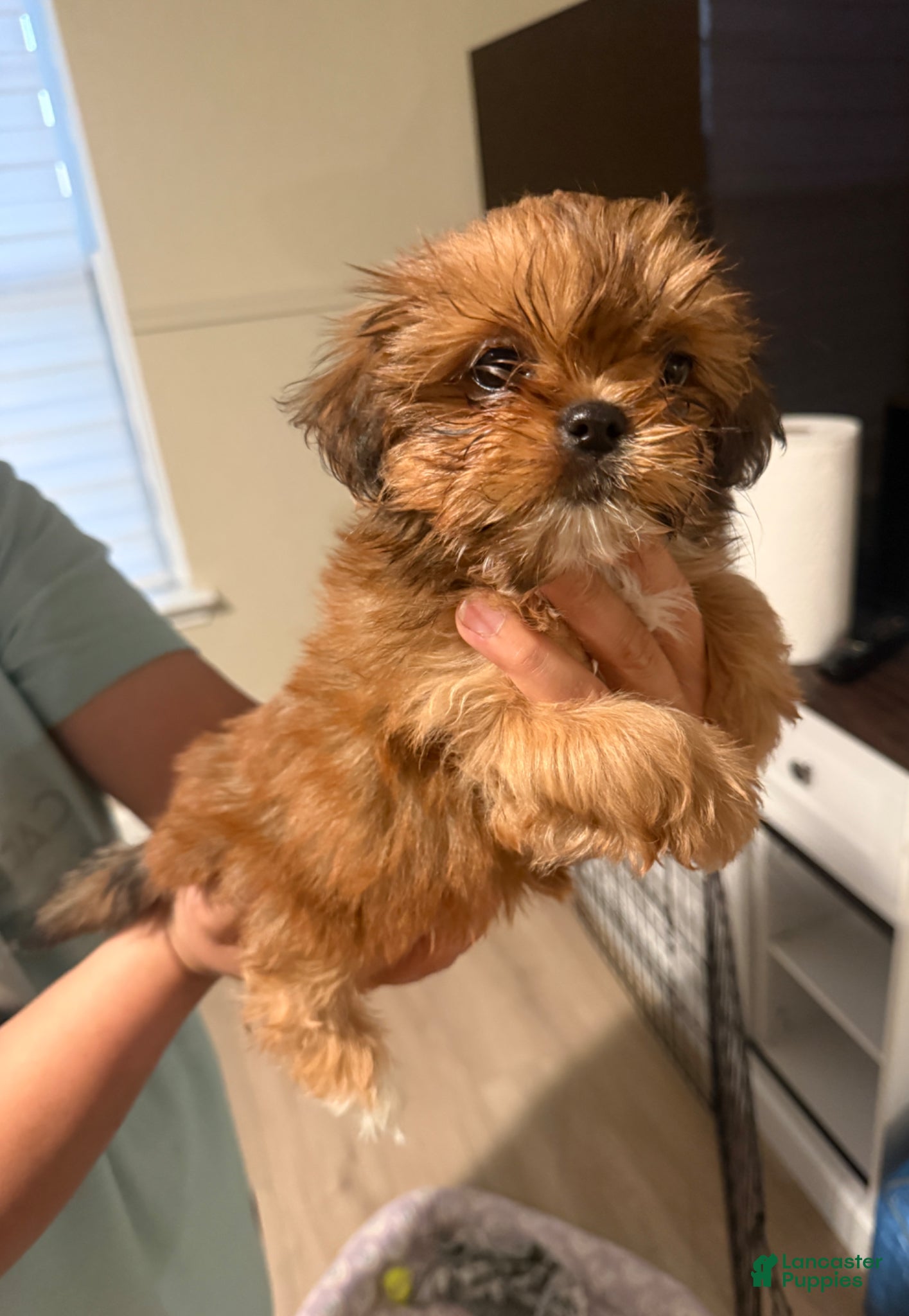 Shih Tzu dogs Shih Tzu Puppy 3 - Ad 1