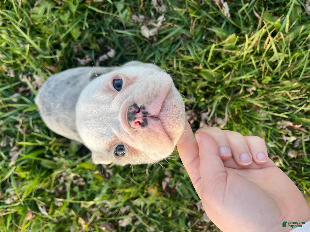 Olde English Bulldogge dogs for sale: Sprite - Ad 3