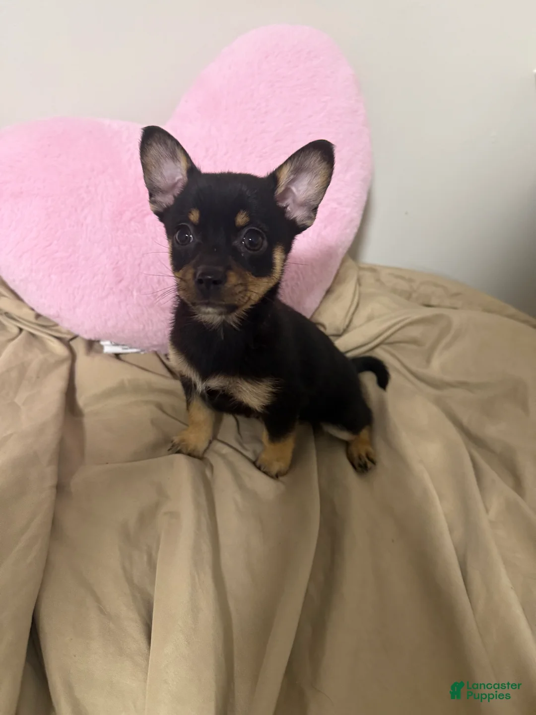 Pomchi dogs for sale: Pomchi Puppy 5 - Ad 2
