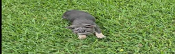 French Bulldog dogs for sale: Debow Big Rope Fluffy Carrier - Ad 4