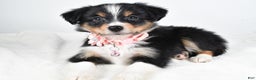 Miniature Australian Shepherd dogs for sale: Jean - Ad 2
