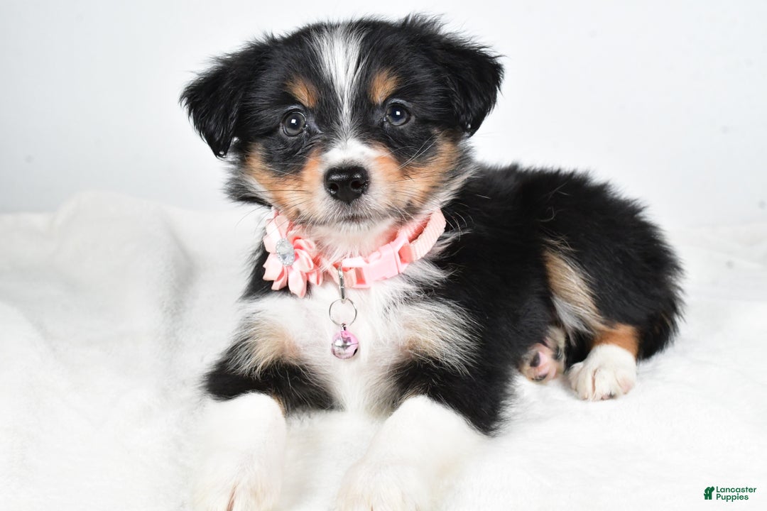 Miniature Australian Shepherd dogs for sale: Jean - Ad 2