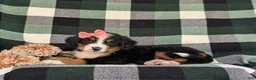 Bernese Mountain Dog dogs for sale: Felicia - Ad 5