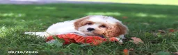 Cavapoochon dogs for sale: Brady - Ad 3
