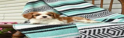 Cavalier King Charles Spaniel dogs for sale: Jasmine - Ad 5