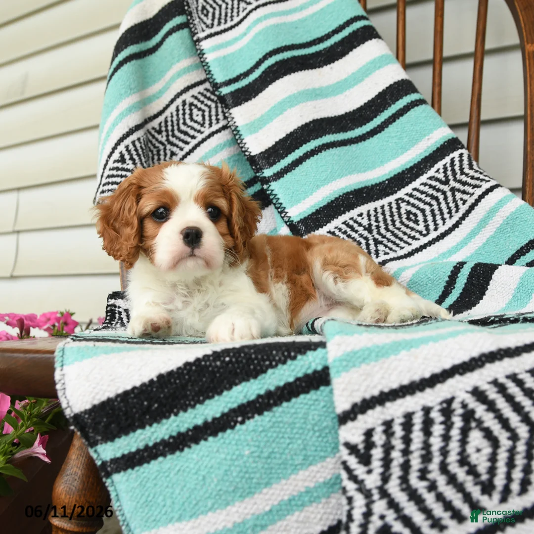Cavalier King Charles Spaniel dogs for sale: Jasmine - Ad 5