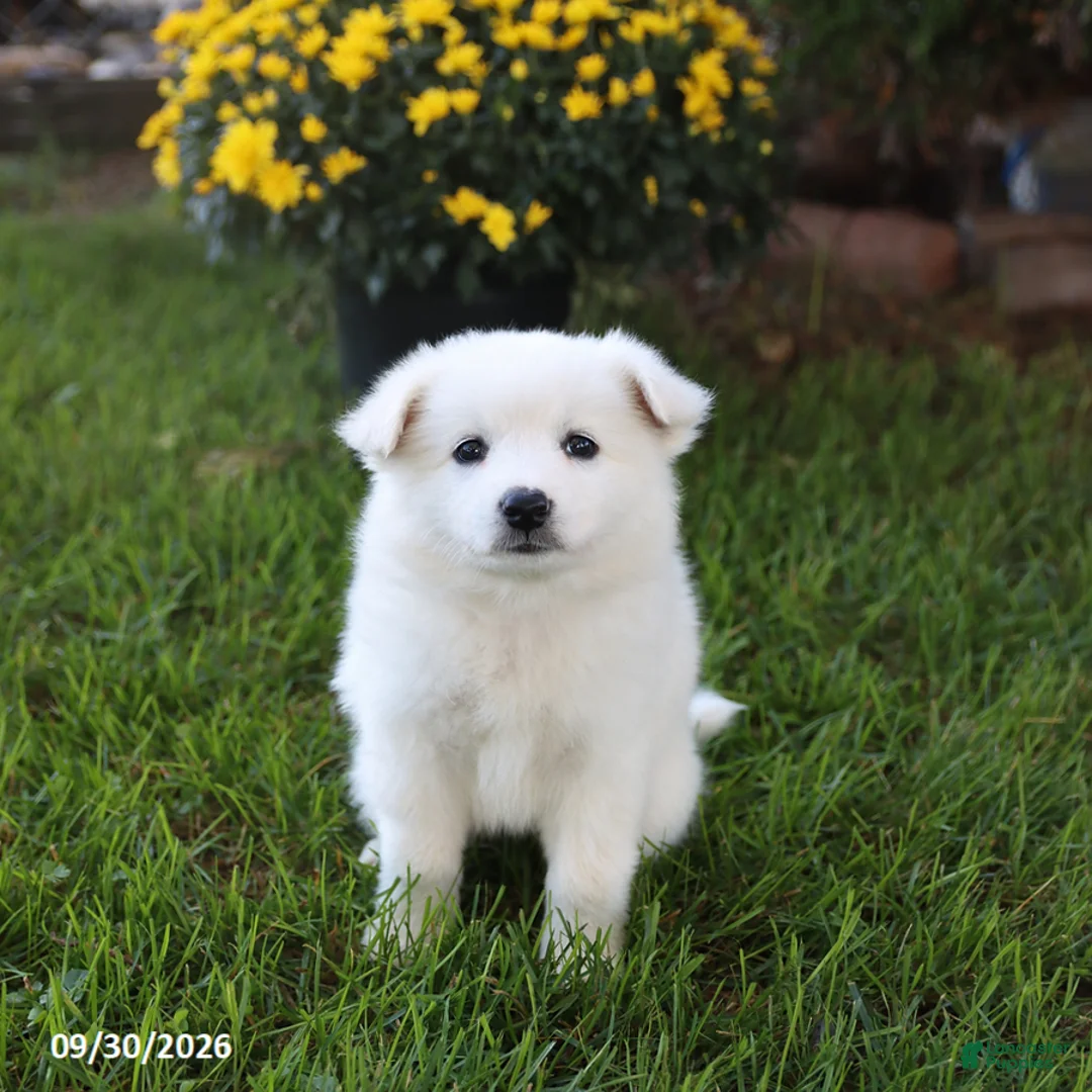 Mixed Breed dogs for sale: Snowflake - Ad 1