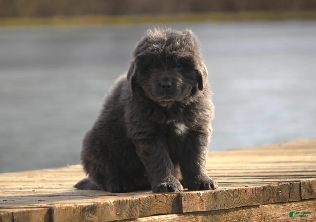 Newfoundland dogs for sale: Tess - Ad 20