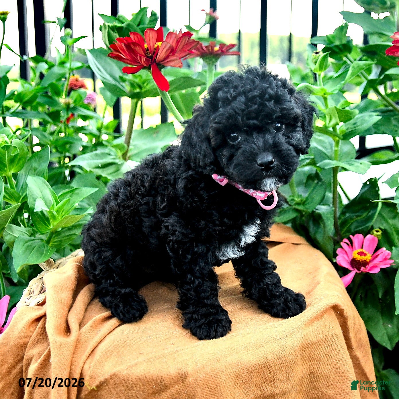 Toy Poodle dogs Frisky - Ad 2