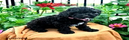 Toy Poodle dogs for sale: Frisky - Ad 2