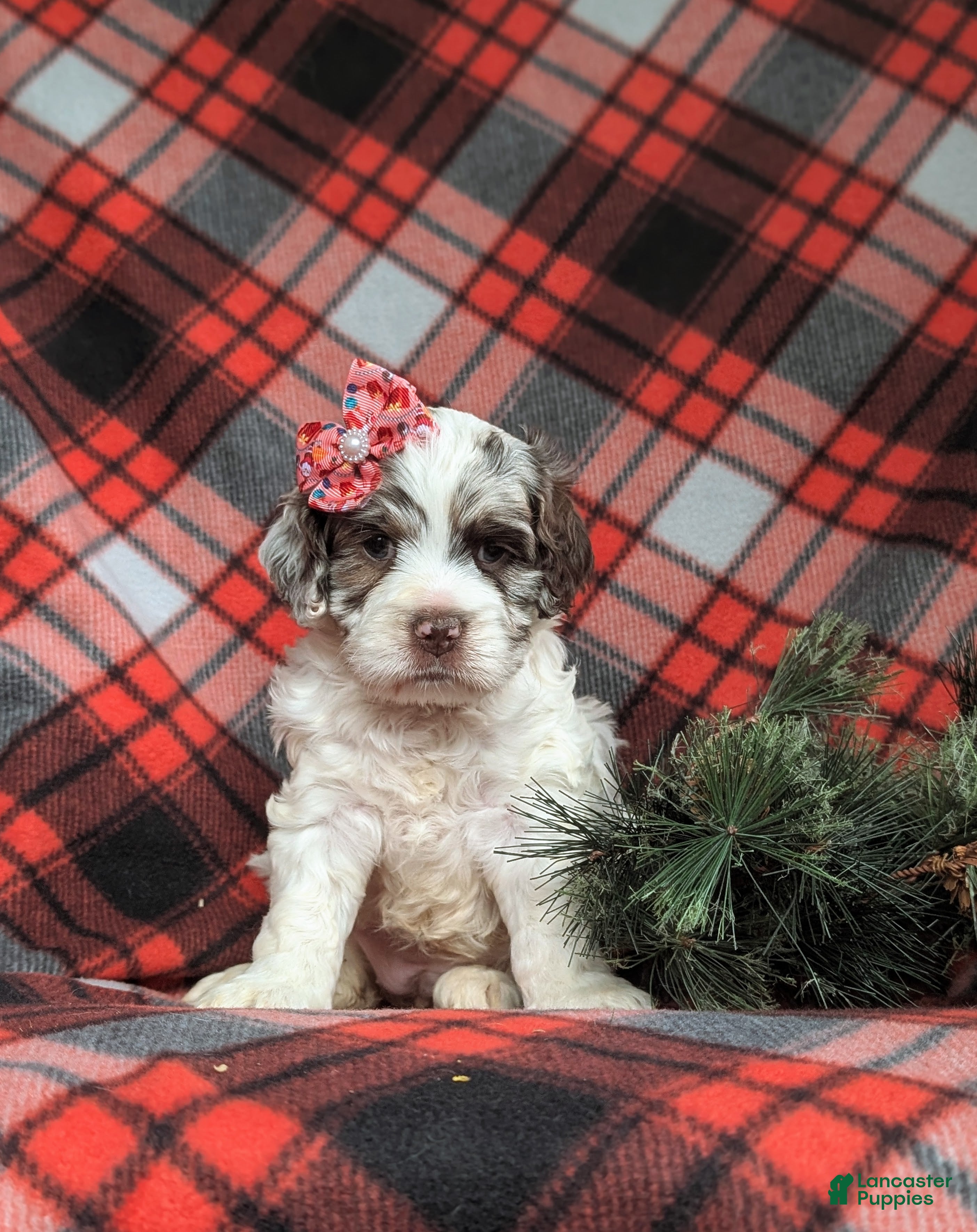 Cockapoo dogs Bernadette White and Chocolate Merle - Ad 5