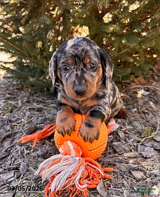 Dachshund dogs Dray - Ad 1